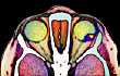 home_dentist2_offerdetails2